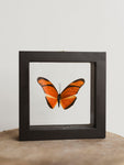 5x5" Framed Double Glass Julia Butterfly, IN1129