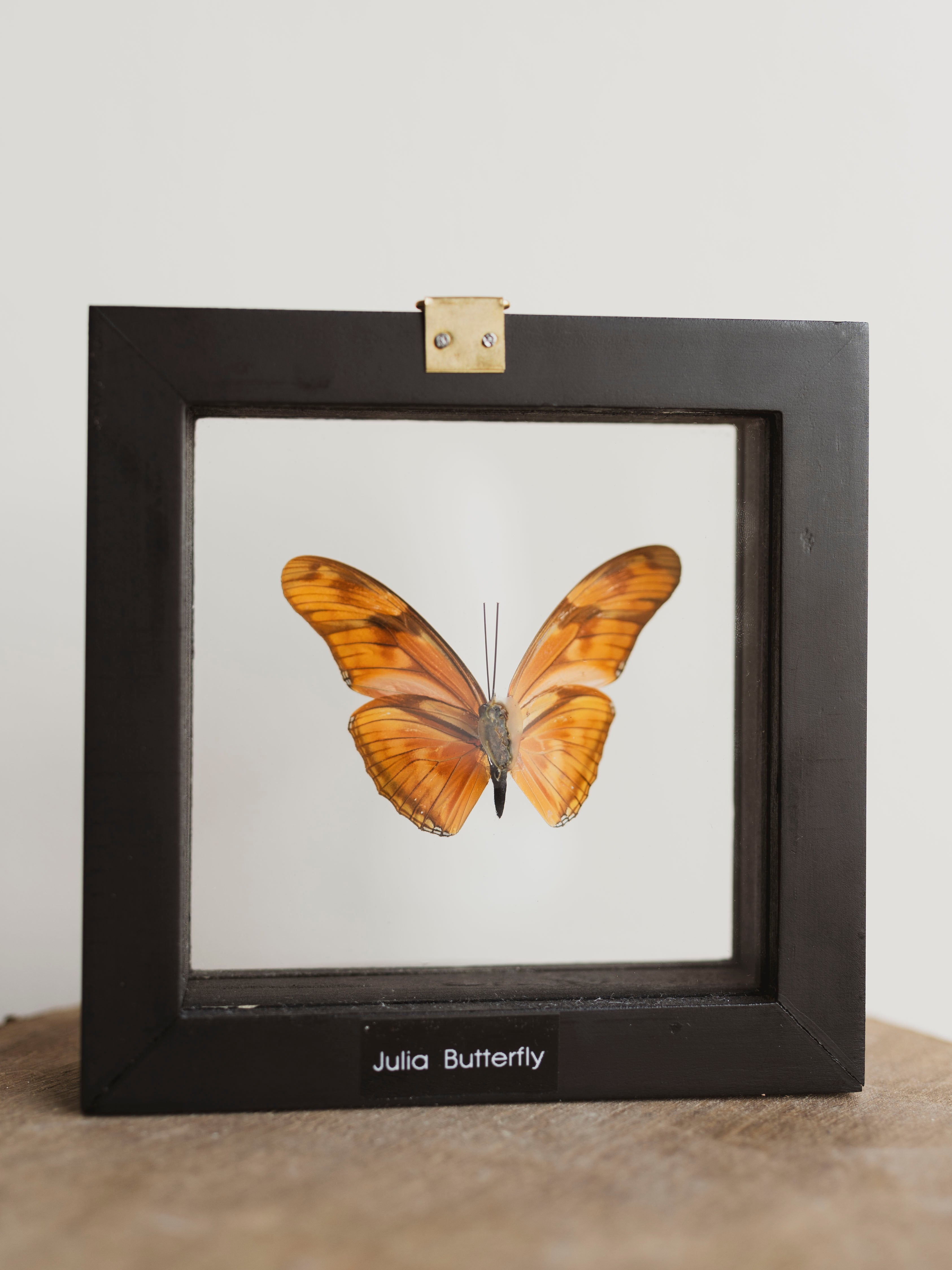 5x5" Framed Double Glass Julia Butterfly, IN1129