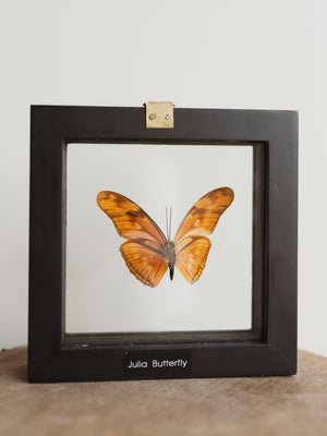 5x5" Framed Double Glass Julia Butterfly, IN1129