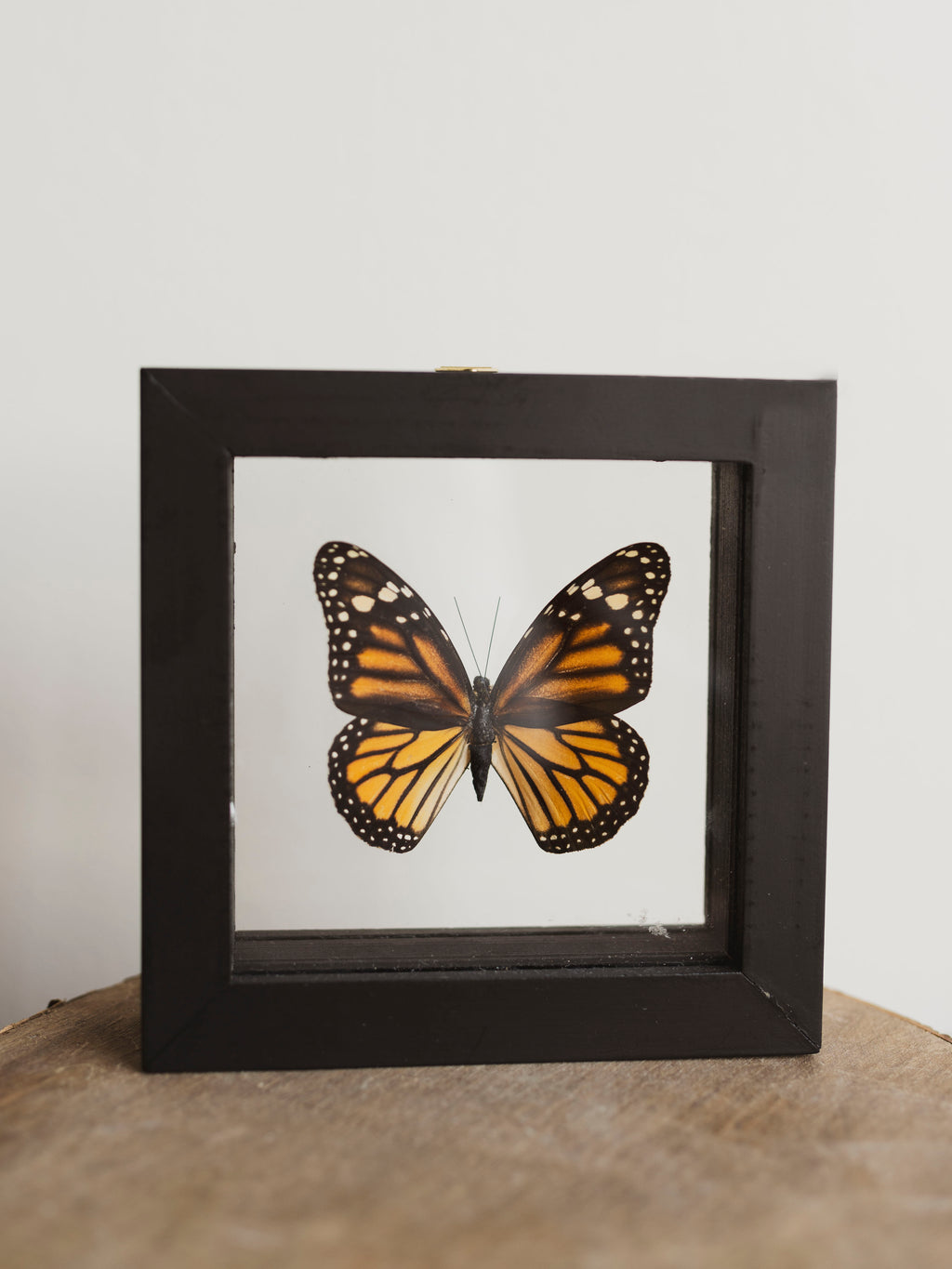 5x5" Framed Double Glass Monarch Butterfly, IN1144