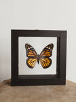 5x5" Framed Double Glass Monarch Butterfly, IN1144