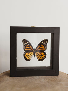 5x5" Framed Double Glass Monarch Butterfly, IN1144