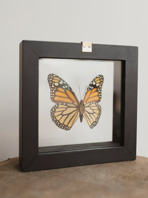 5x5" Framed Double Glass Monarch Butterfly, IN1144