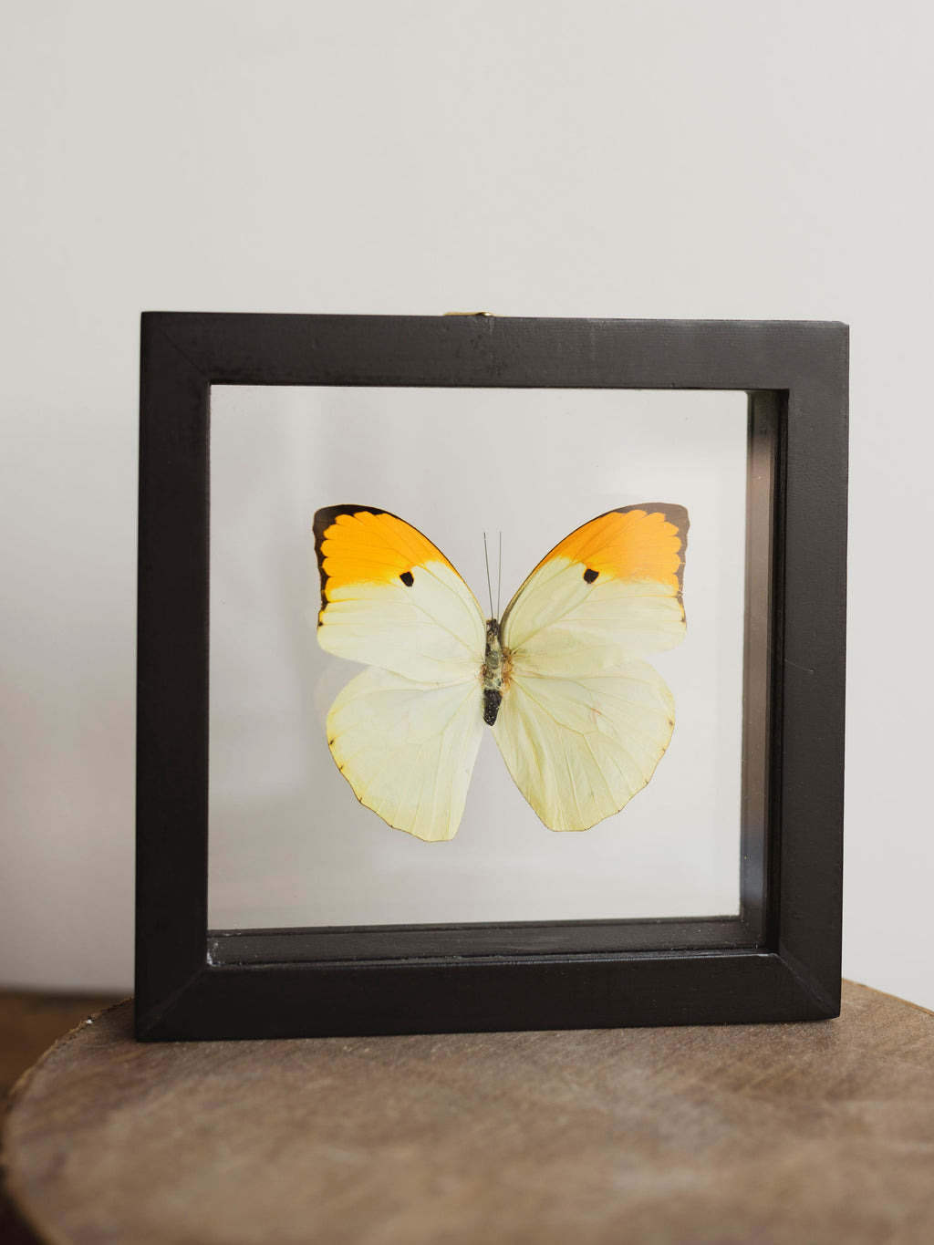6x6" Framed Double Glass Great Orange Tip Butterfly, IN1143