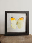 6x6" Framed Double Glass Great Orange Tip Butterfly, IN1143