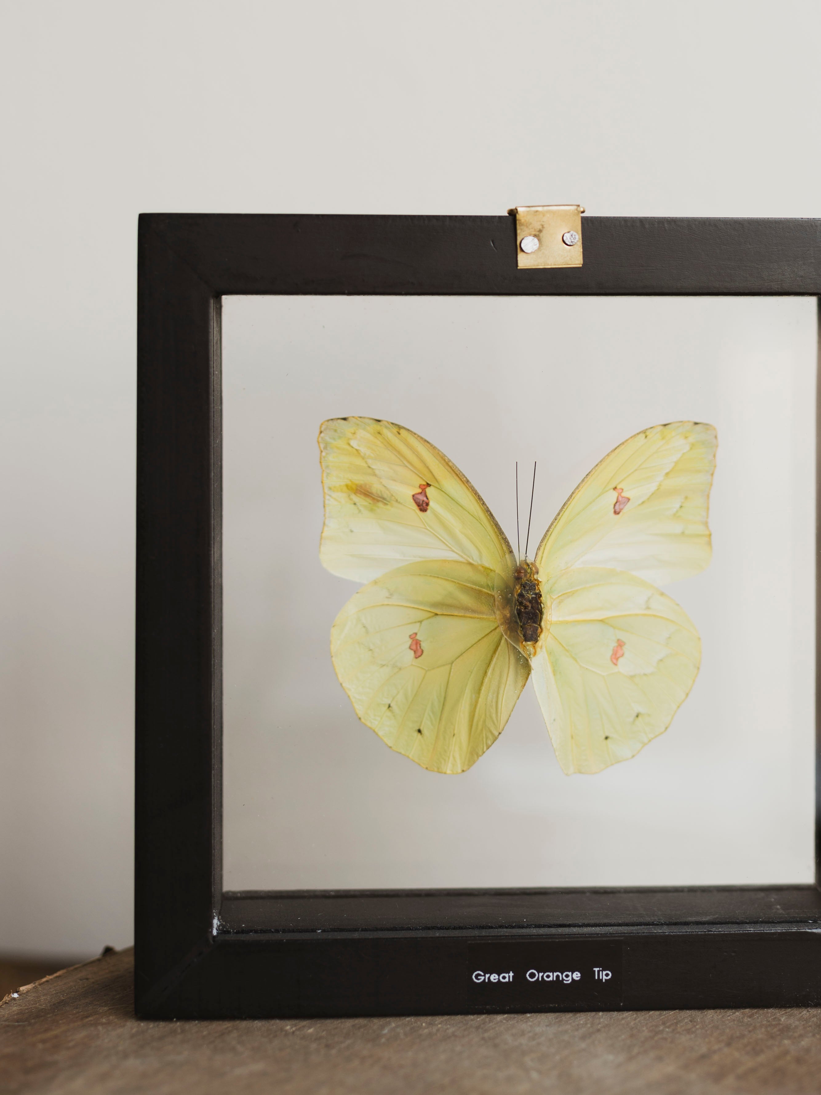 6x6" Framed Double Glass Great Orange Tip Butterfly, IN1143