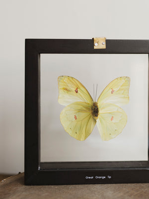 6x6" Framed Double Glass Great Orange Tip Butterfly, IN1143
