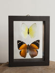 5x6" Framed Double Glass 2 Butterfly Collection, IN1131