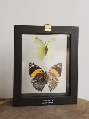 5x6" Framed Double Glass 2 Butterfly Collection, IN1131