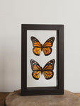 5x8" Framed Double Glass Monarch Butterfly Pair, IN1155