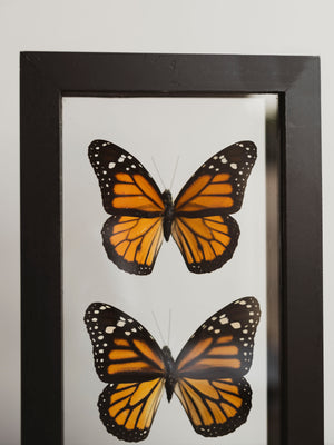 5x8" Framed Double Glass Monarch Butterfly Pair, IN1155
