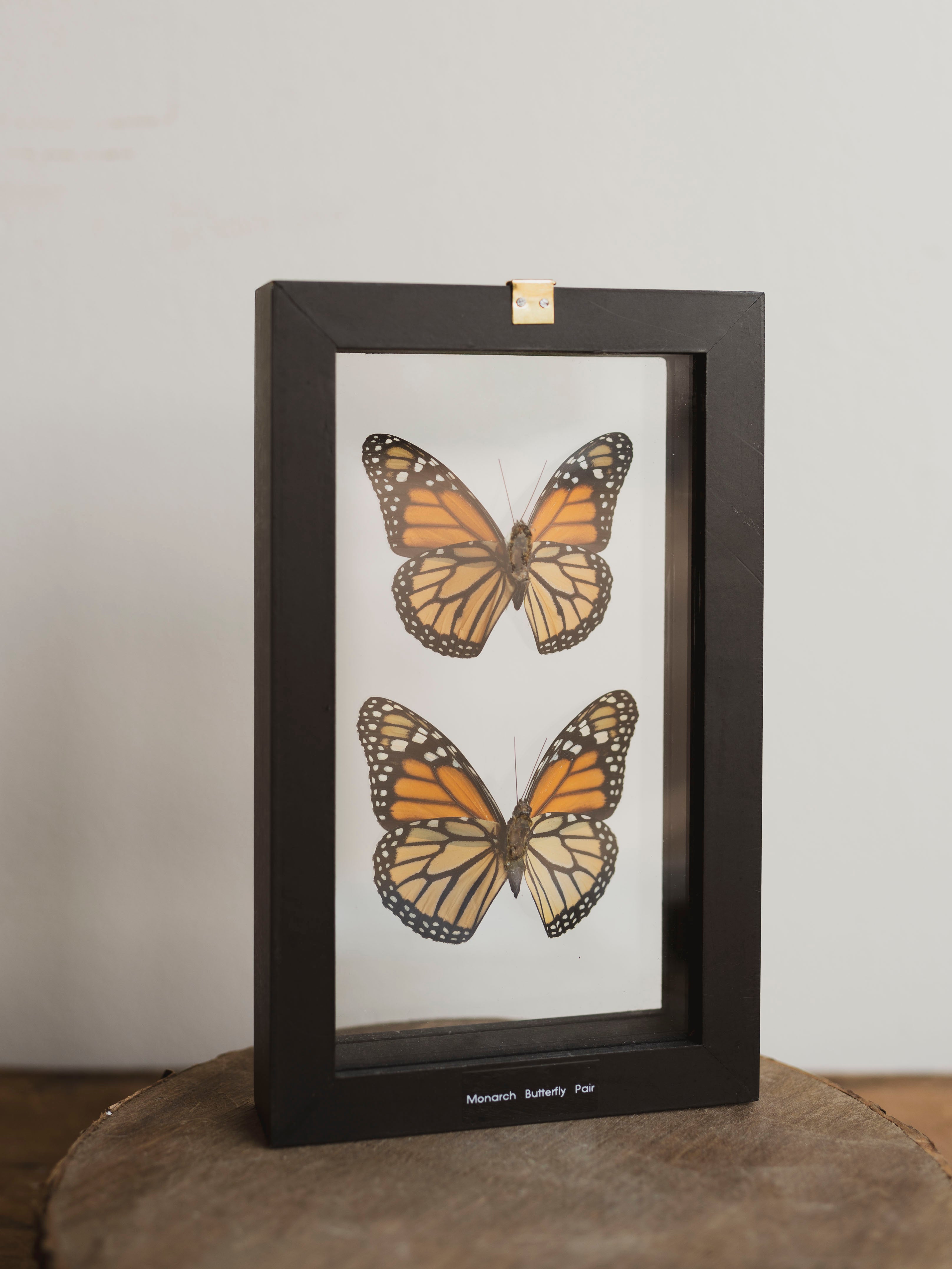 5x8" Framed Double Glass Monarch Butterfly Pair, IN1155