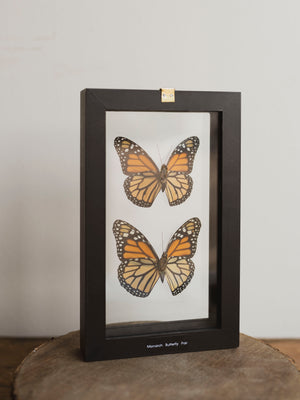 5x8" Framed Double Glass Monarch Butterfly Pair, IN1155