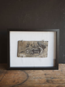 Framed 8.75” Fossilized Keichousaurus, RM392