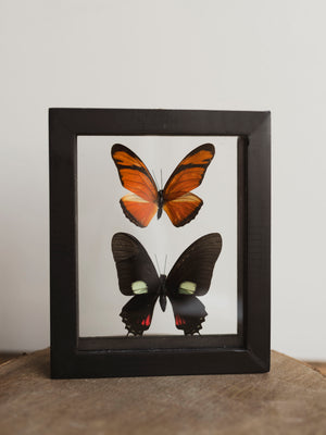 5x6" Framed Double Glass 2 Butterfly Collection, IN1131