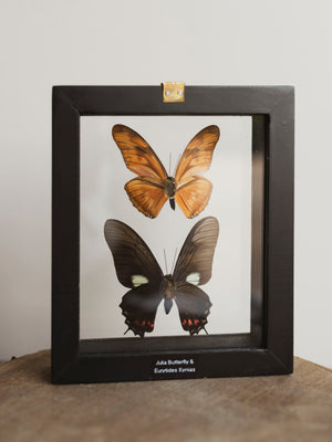 5x6" Framed Double Glass 2 Butterfly Collection, IN1131