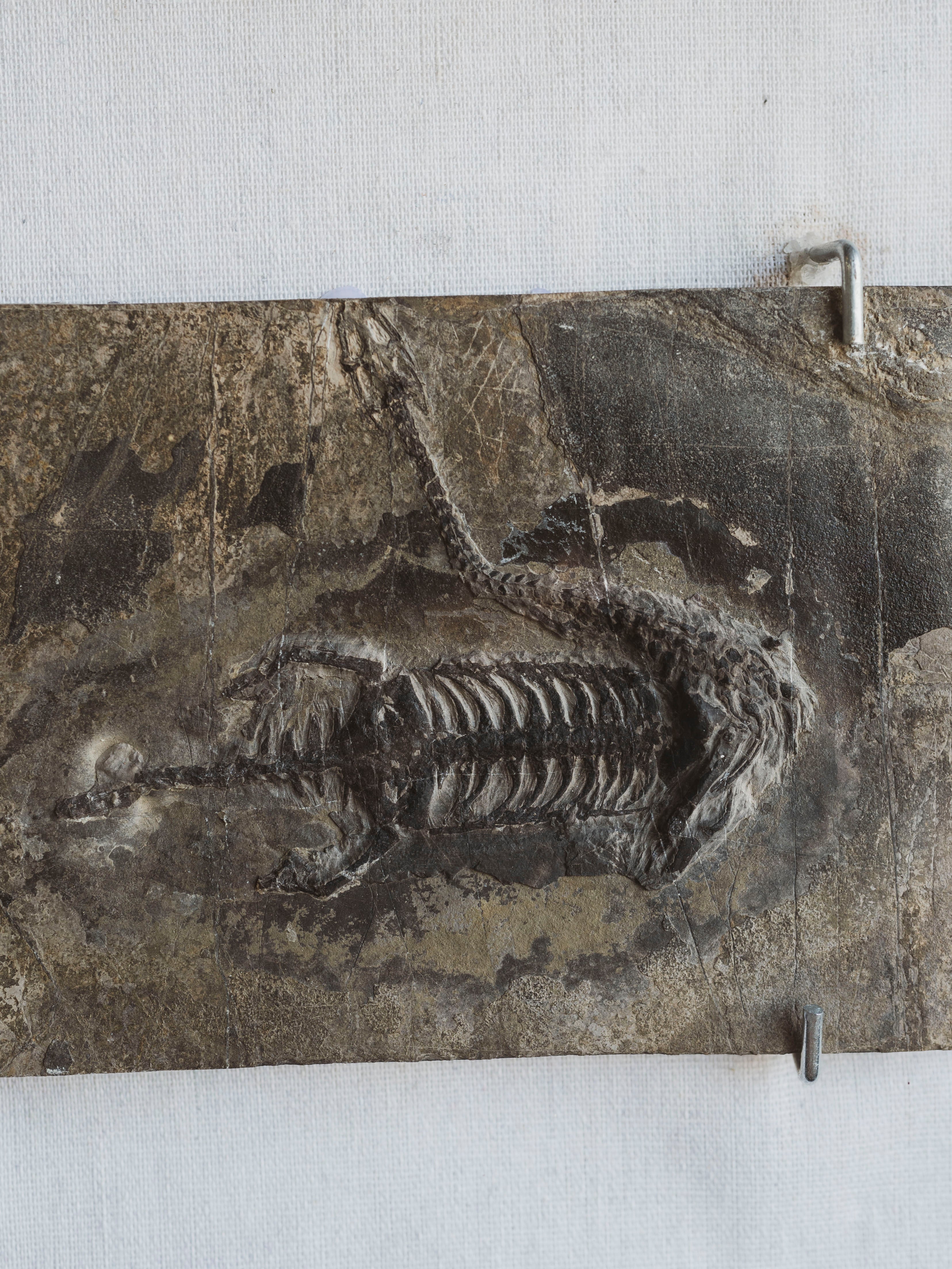 Framed 8.75” Fossilized Keichousaurus, RM392