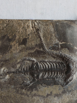 Framed 8.75” Fossilized Keichousaurus, RM392