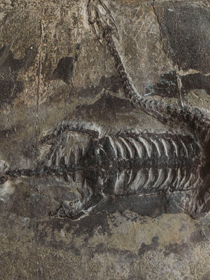 Framed 8.75” Fossilized Keichousaurus, RM392