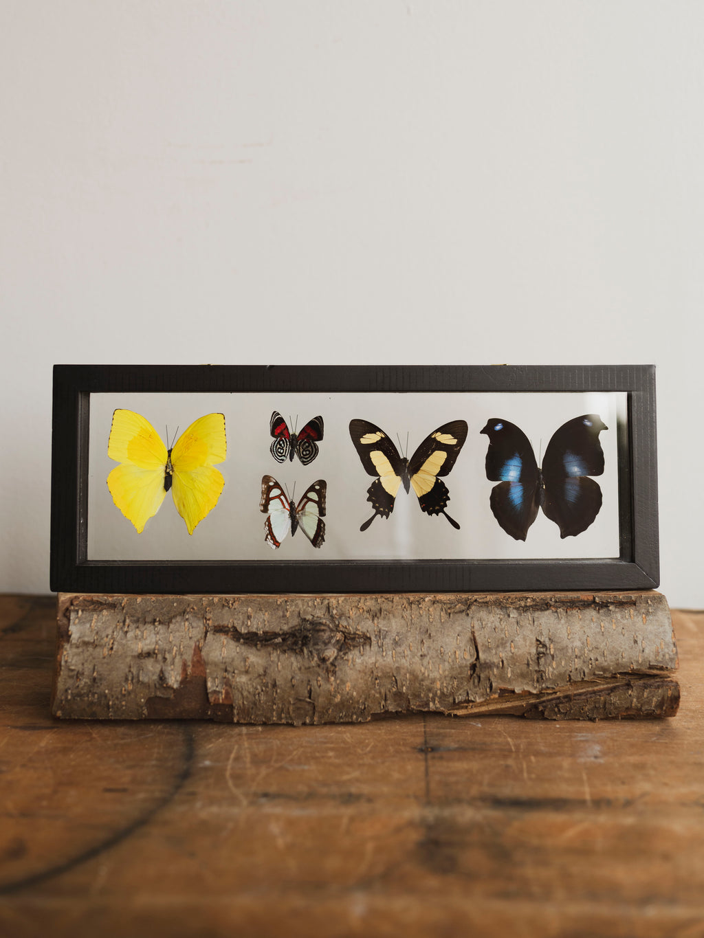 13x4.5" Framed Double Glass 5 Count Butterfly Collection, IN1157