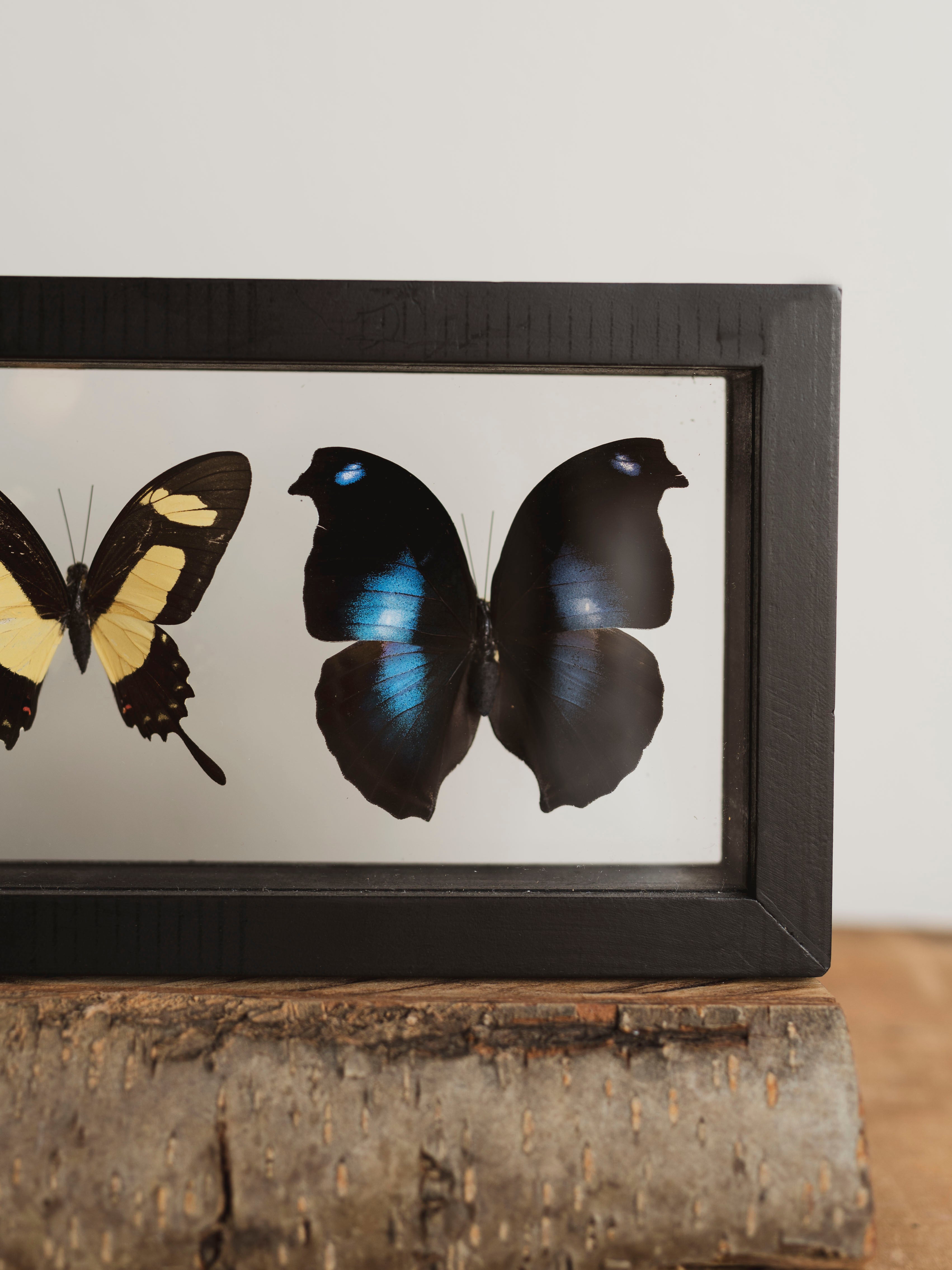 13x4.5" Framed Double Glass 5 Count Butterfly Collection, IN1157