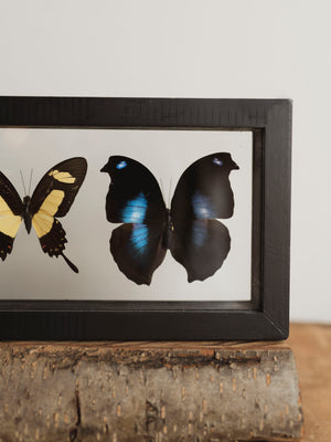 13x4.5" Framed Double Glass 5 Count Butterfly Collection, IN1157