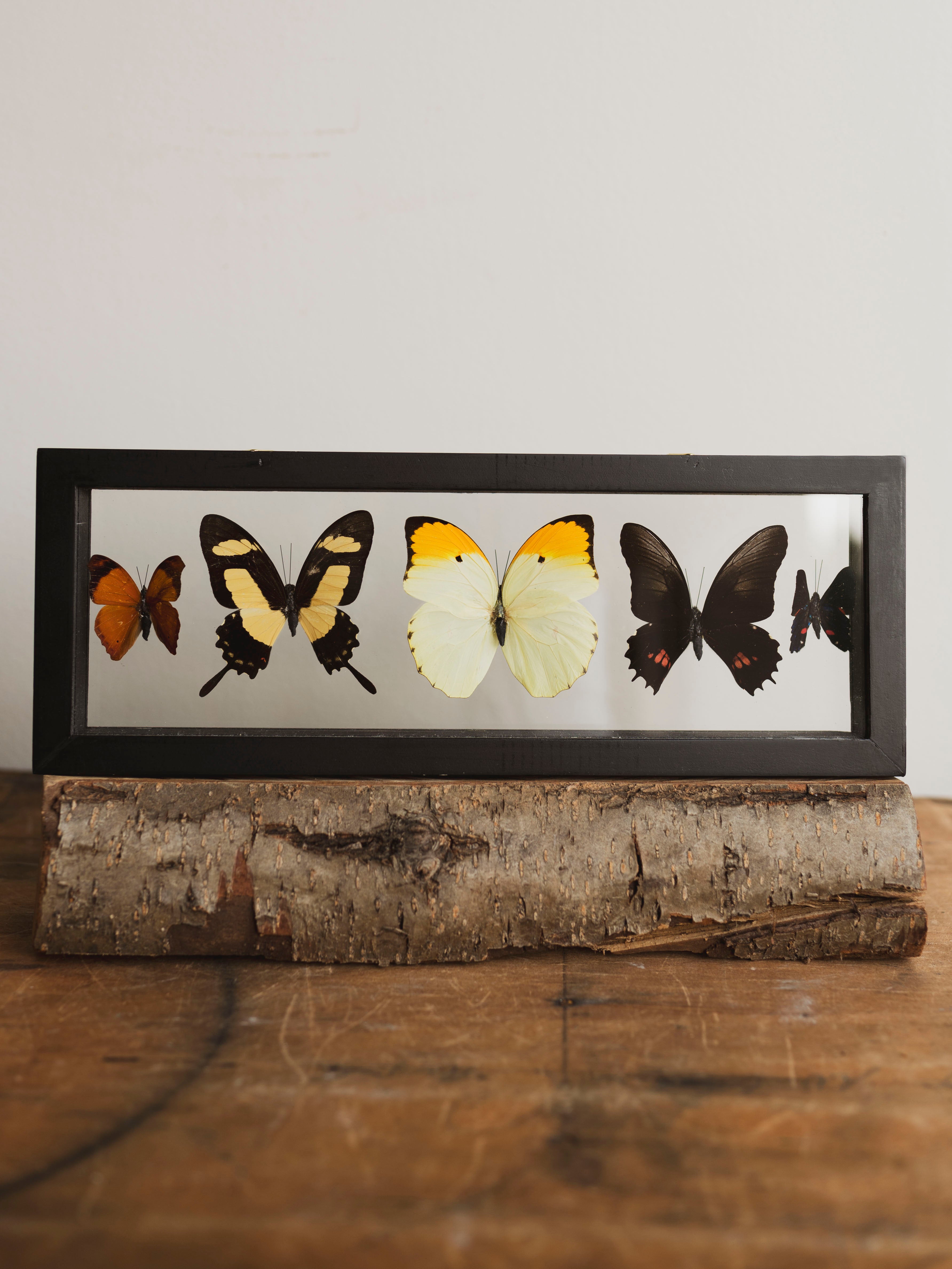 13x4.5" Framed Double Glass 5 Count Butterfly Collection, IN1158