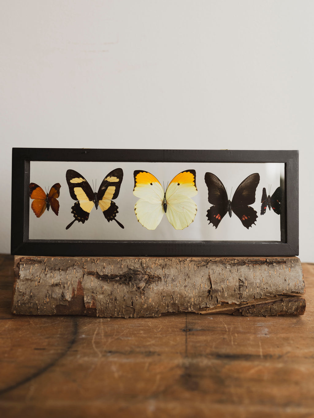 13x4.5" Framed Double Glass 5 Count Butterfly Collection, IN1158