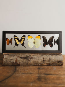 13x4.5" Framed Double Glass 5 Count Butterfly Collection, IN1158