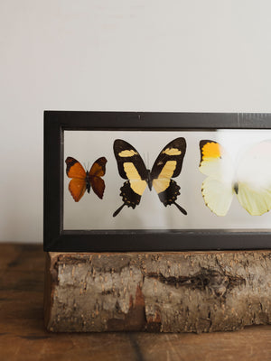 13x4.5" Framed Double Glass 5 Count Butterfly Collection, IN1158