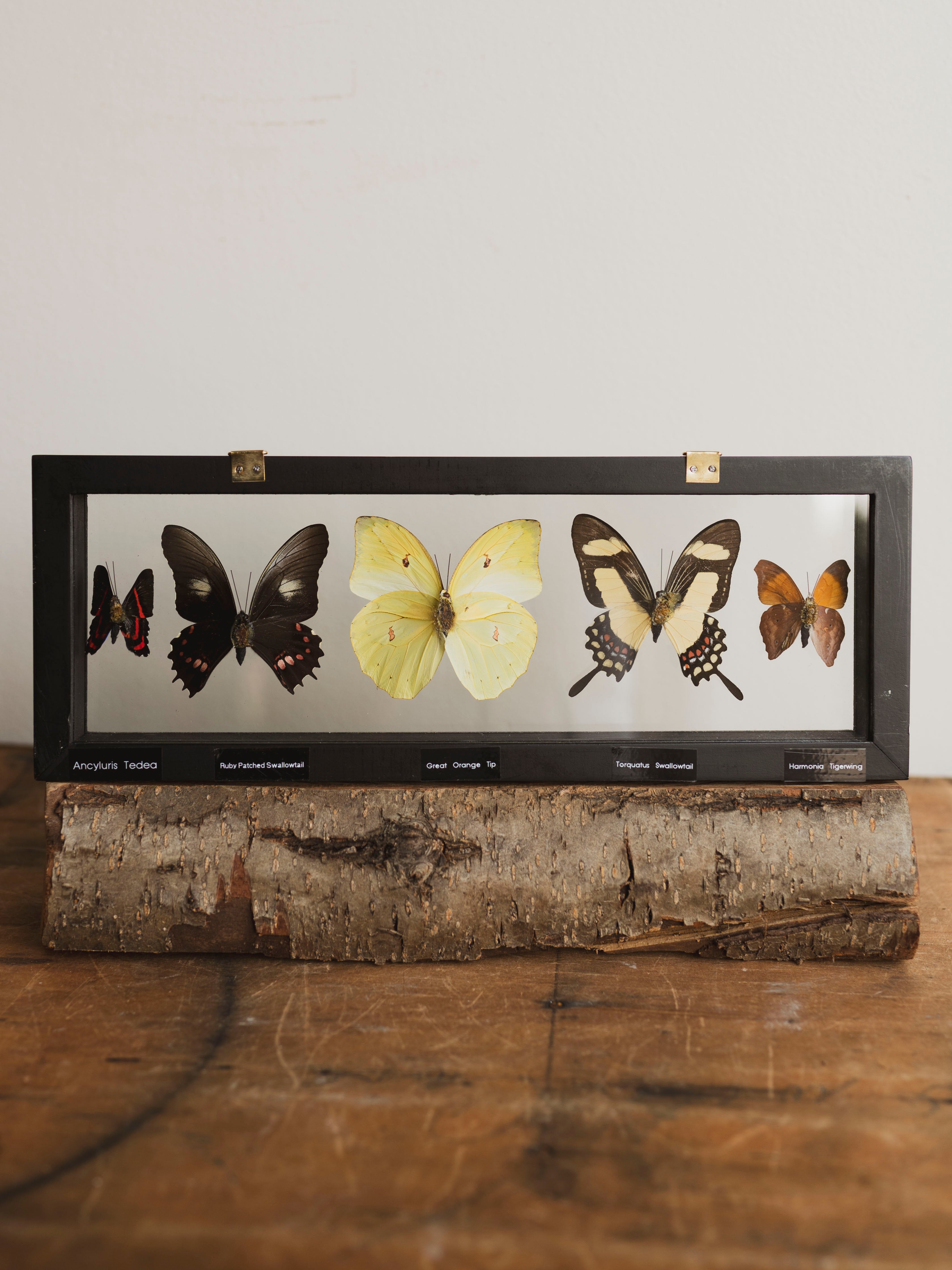 13x4.5" Framed Double Glass 5 Count Butterfly Collection, IN1158
