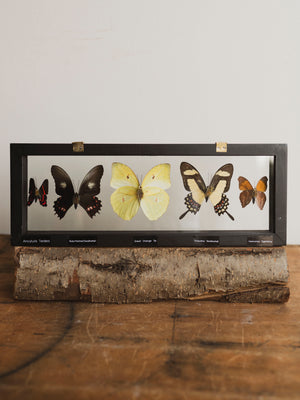 13x4.5" Framed Double Glass 5 Count Butterfly Collection, IN1158
