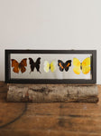 13x4.5" Framed Double Glass 5 Count Butterfly Collection, IN1159