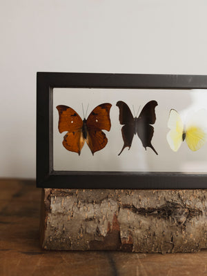 13x4.5" Framed Double Glass 5 Count Butterfly Collection, IN1159