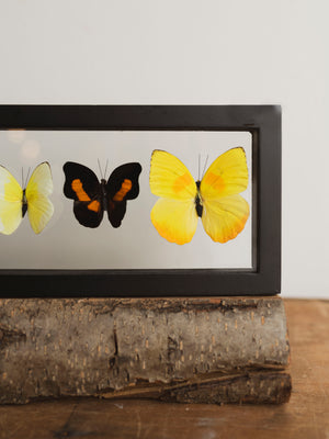 13x4.5" Framed Double Glass 5 Count Butterfly Collection, IN1159