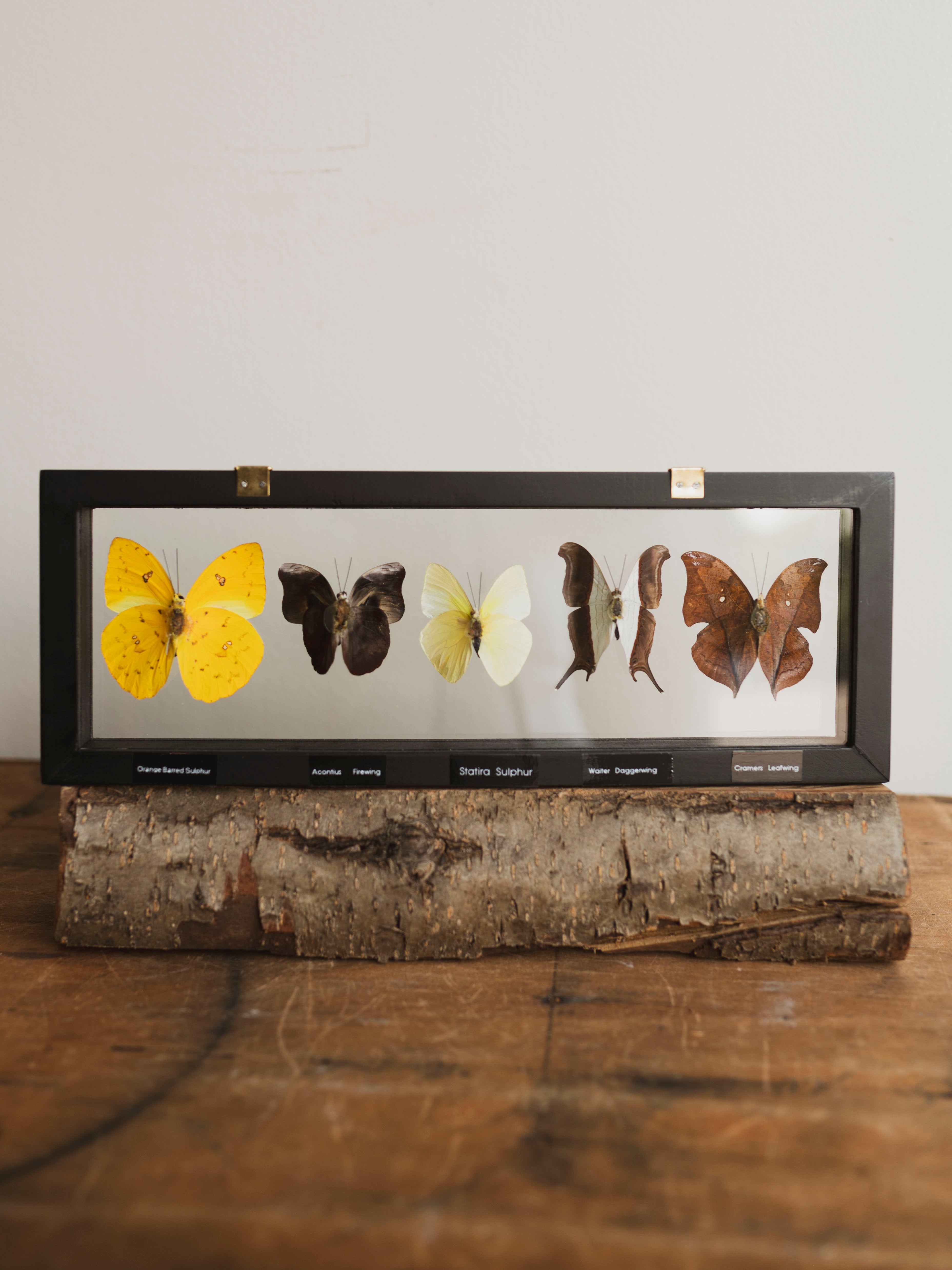 13x4.5" Framed Double Glass 5 Count Butterfly Collection, IN1159