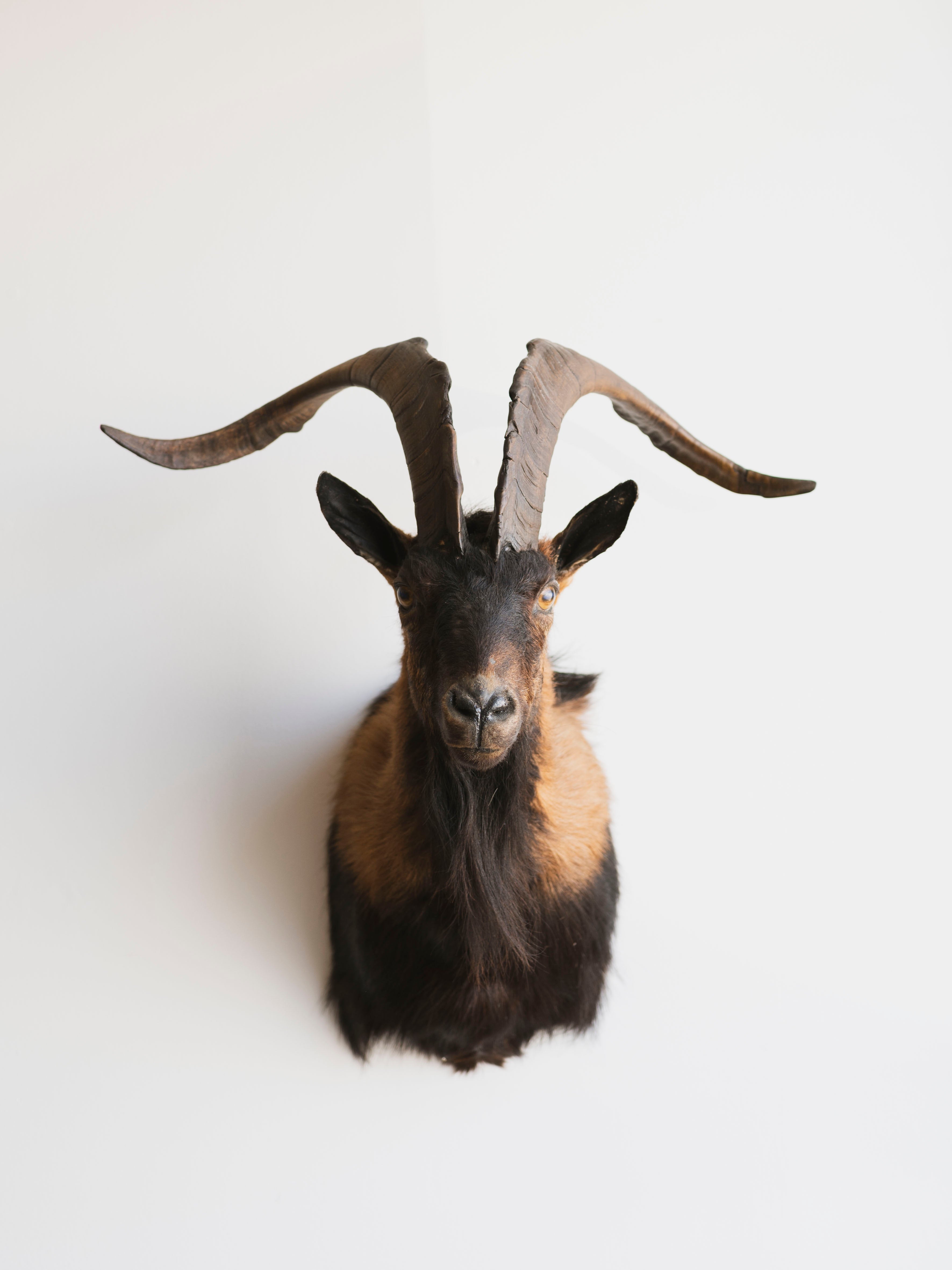 Spanish Ram Shoulder Mount Taxidermy (Lucious), TA348