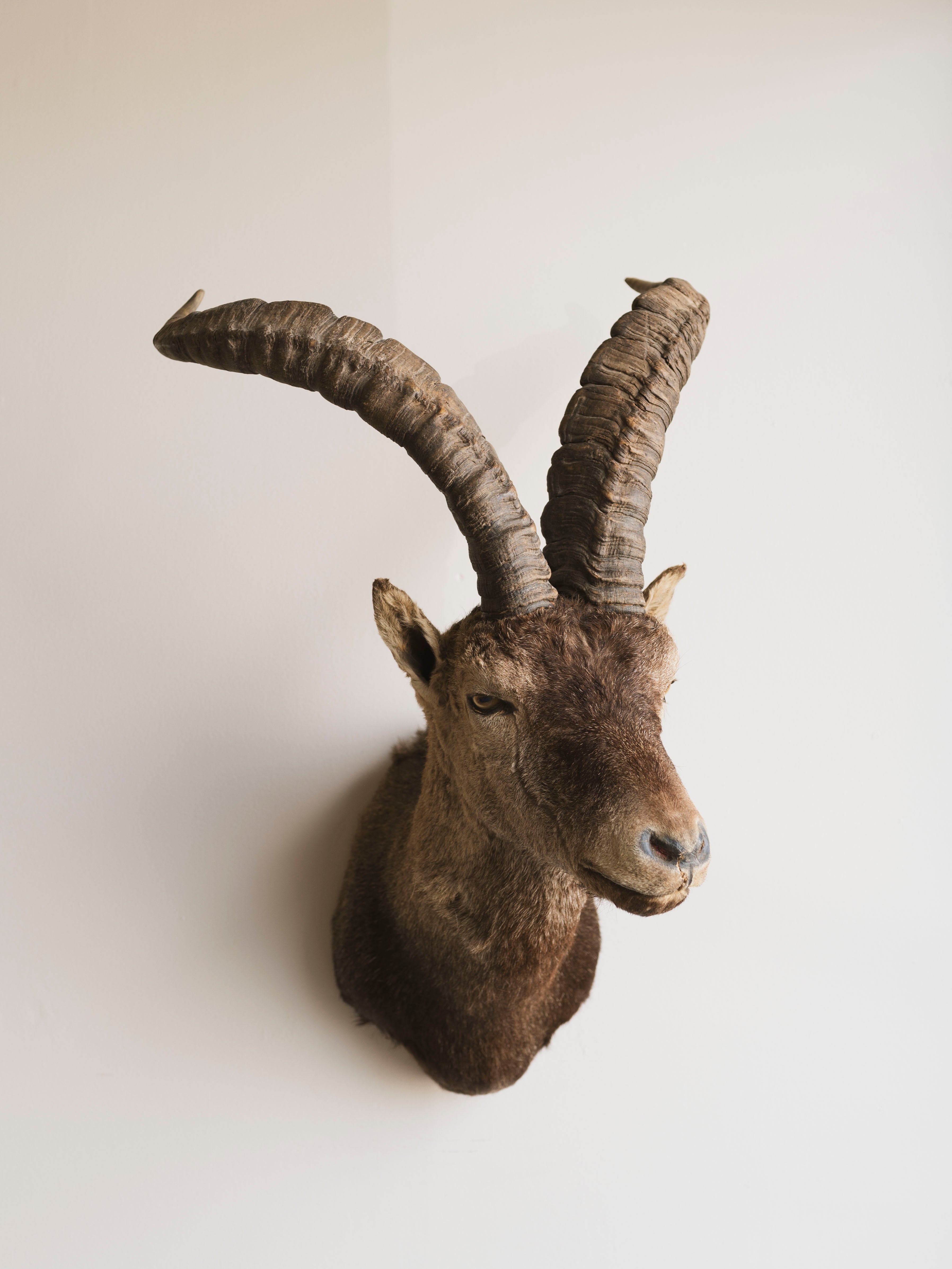 Ibex Shoulder Mount Taxidermy (Joaquin), TA349
