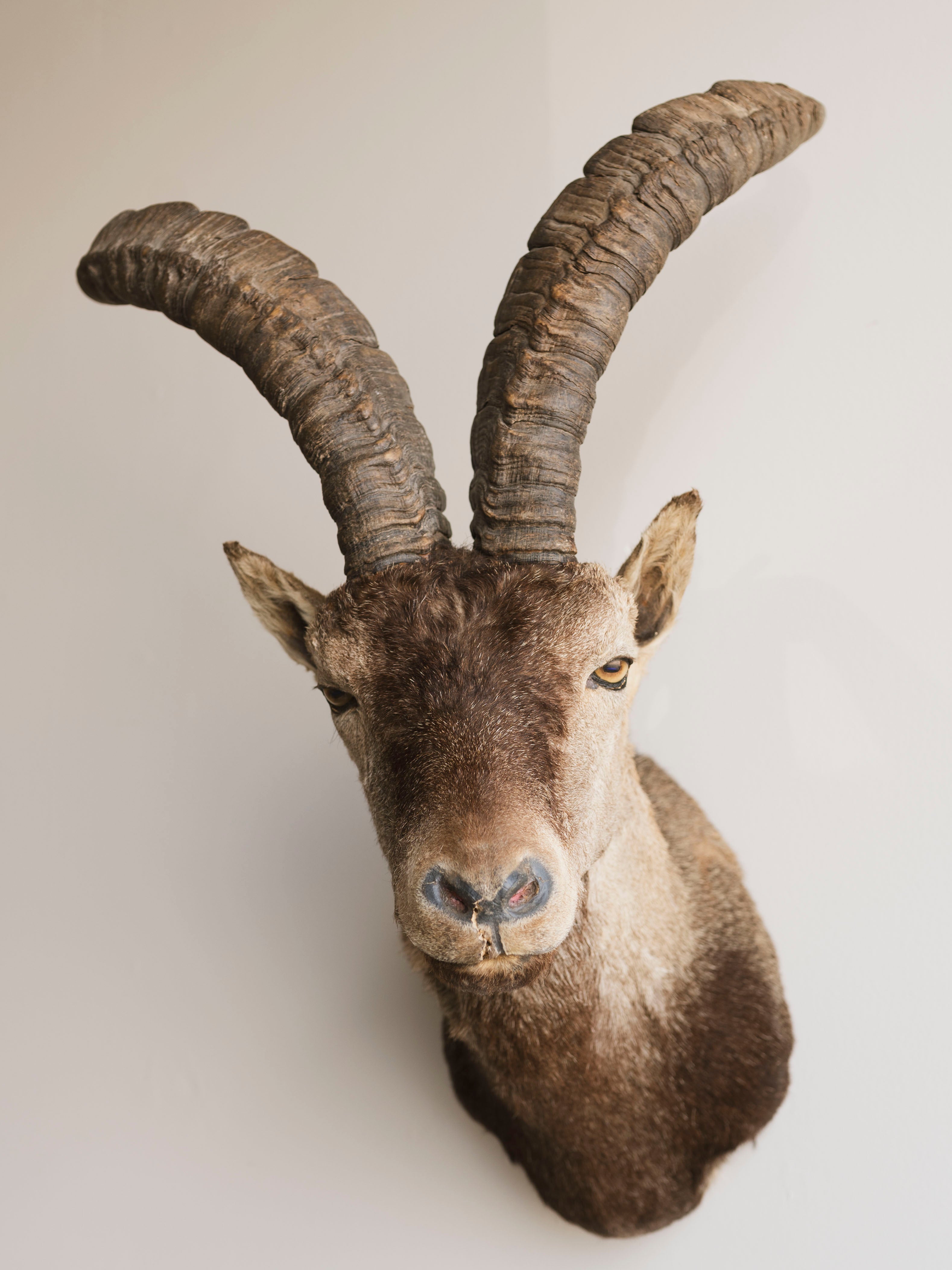 Ibex Shoulder Mount Taxidermy (Joaquin), TA349
