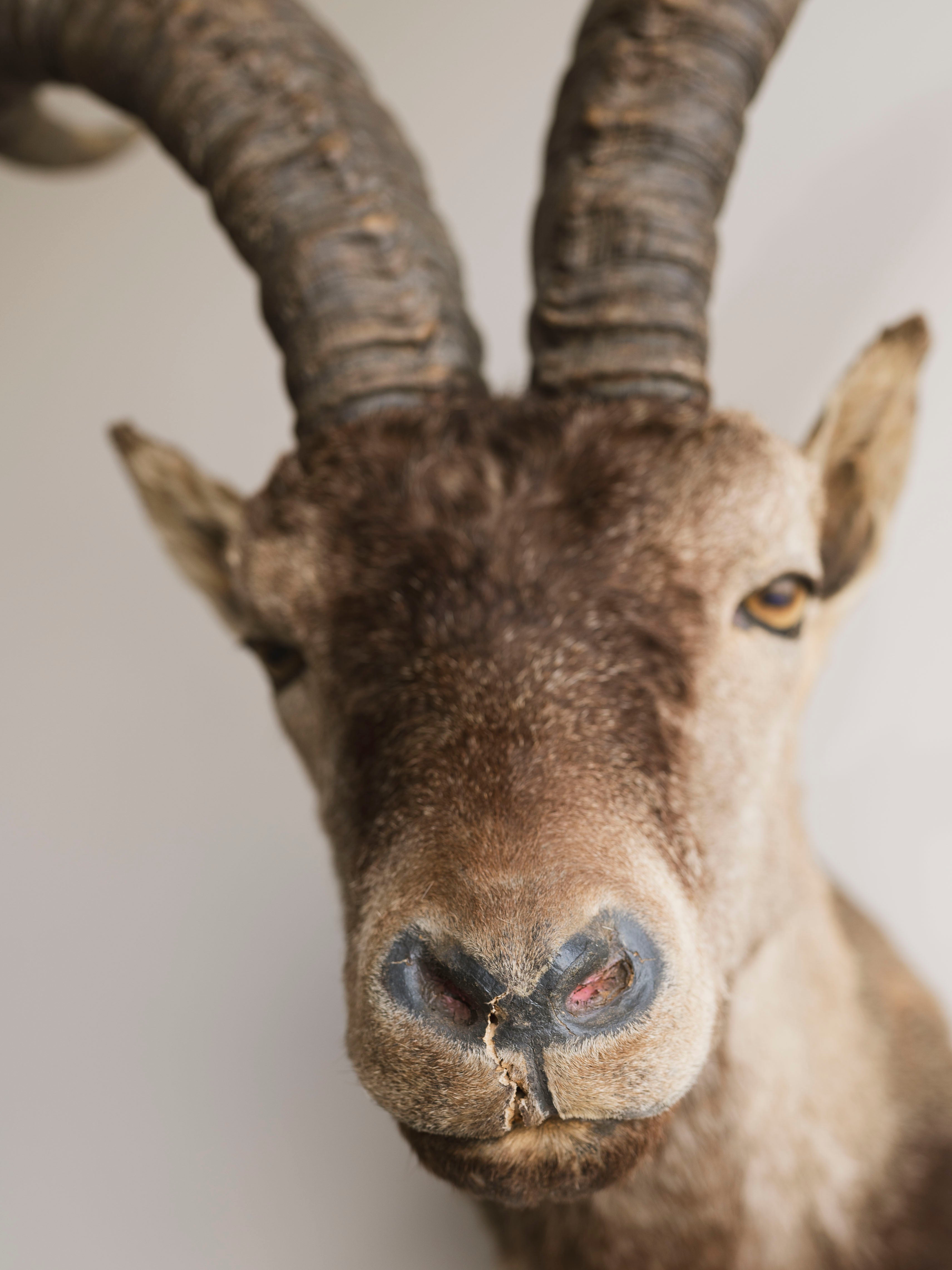 Ibex Shoulder Mount Taxidermy (Joaquin), TA349