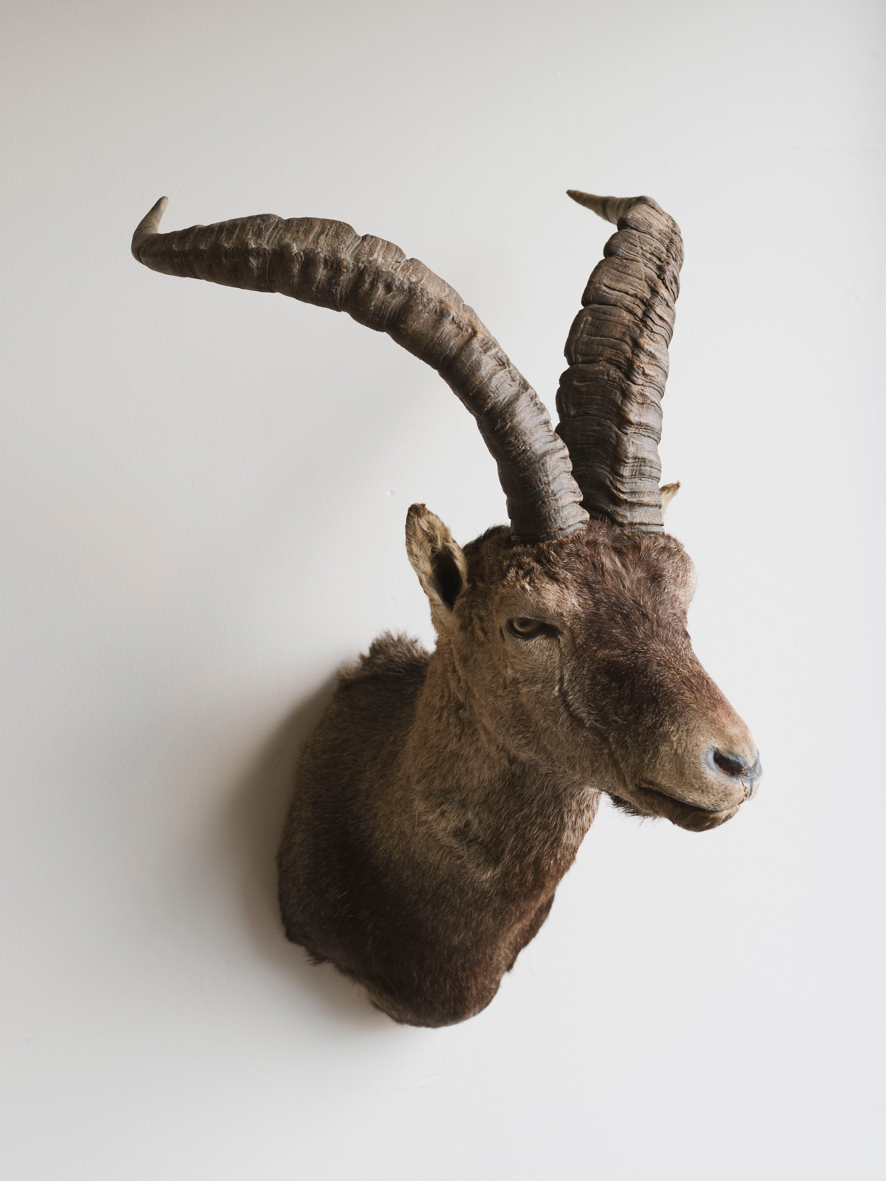 Ibex Shoulder Mount Taxidermy (Joaquin), TA349