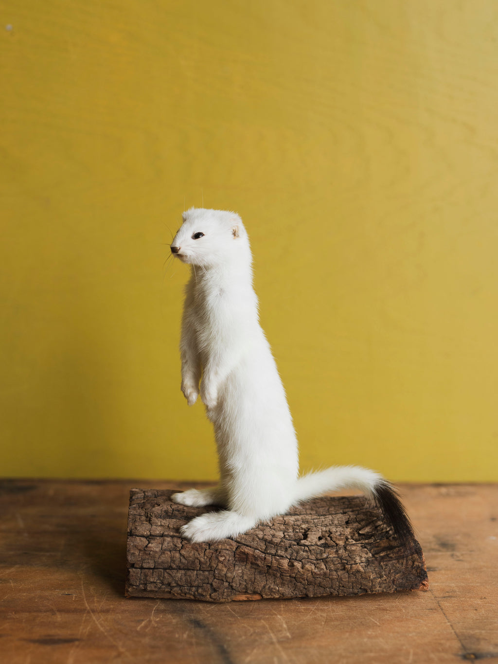 Upright Ermine Taxidermy (Blossom), TA356