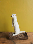 Upright Ermine Taxidermy (Blossom), TA356