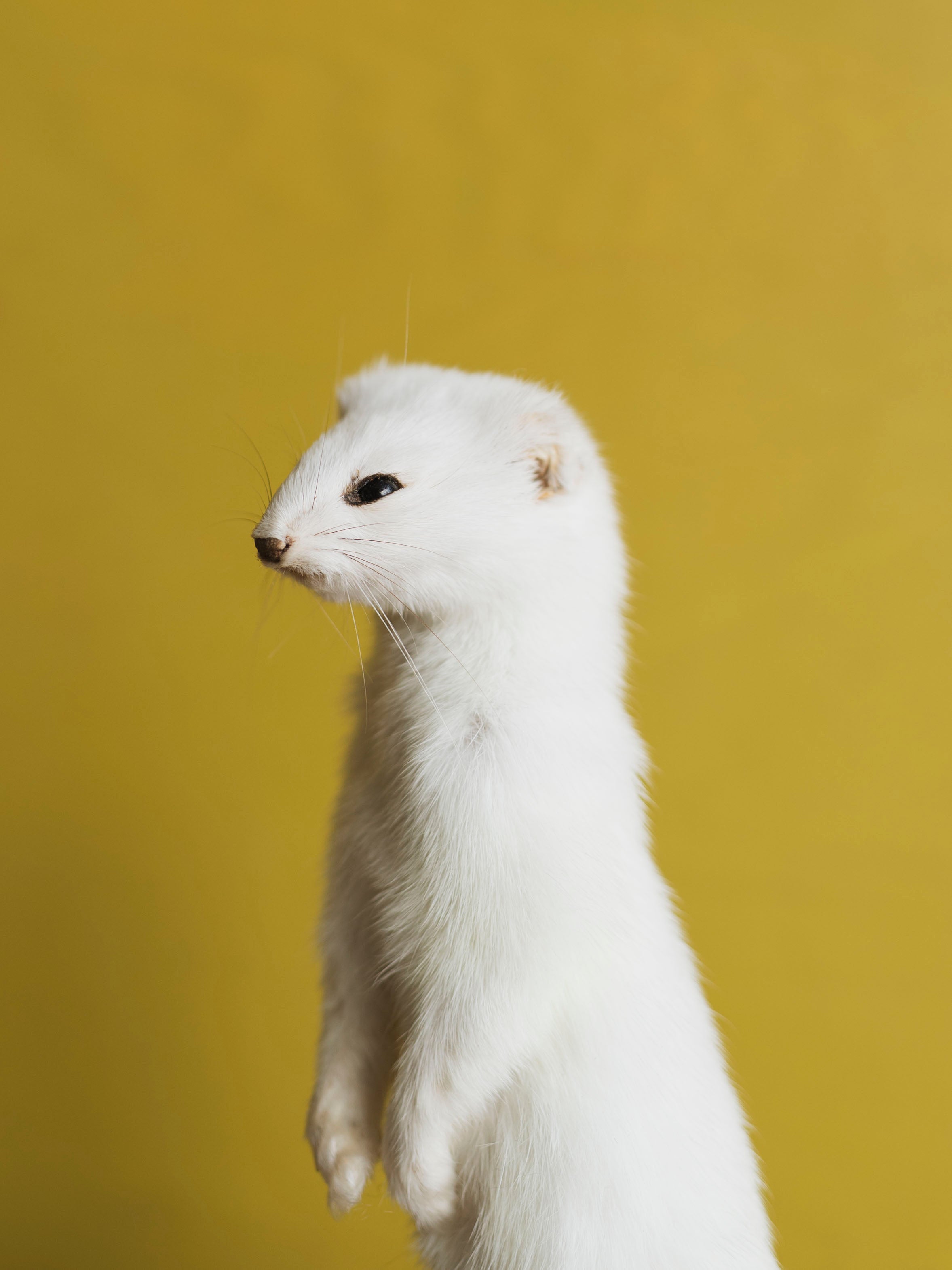 Upright Ermine Taxidermy (Blossom), TA356