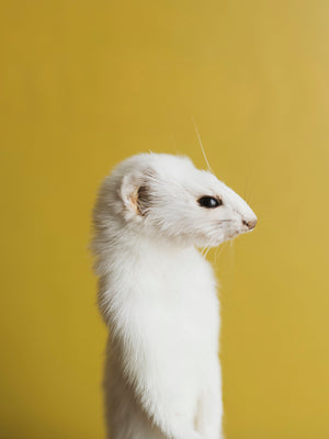 Upright Ermine Taxidermy (Blossom), TA356
