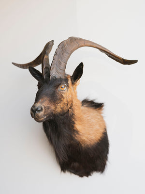 Spanish Ram Shoulder Mount Taxidermy (Lucious), TA348
