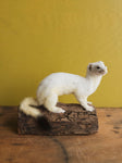 Sitting Ermine Taxidermy (Bubbles), TA358