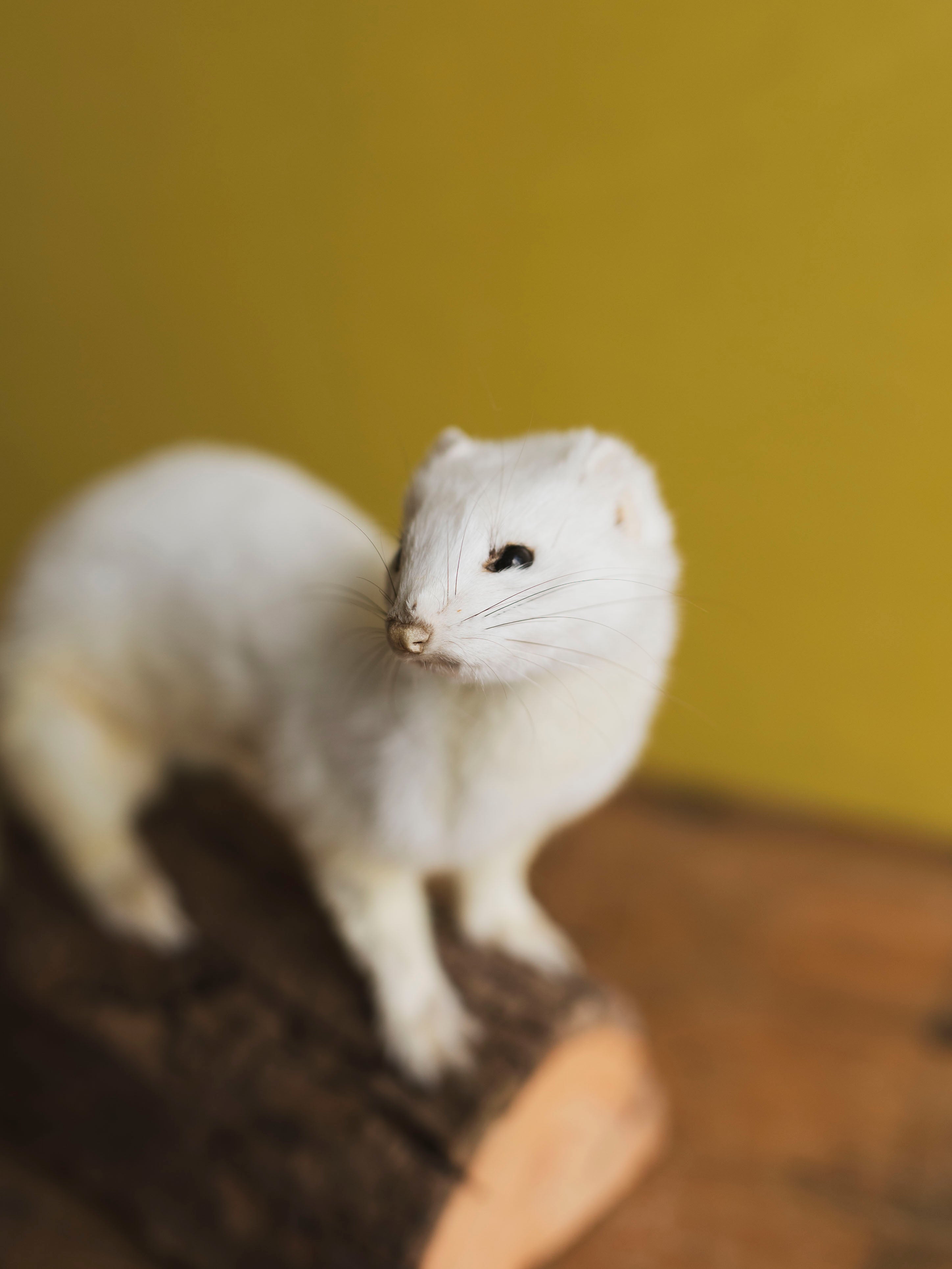Sitting Ermine Taxidermy (Bubbles), TA358