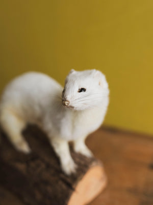 Sitting Ermine Taxidermy (Bubbles), TA358