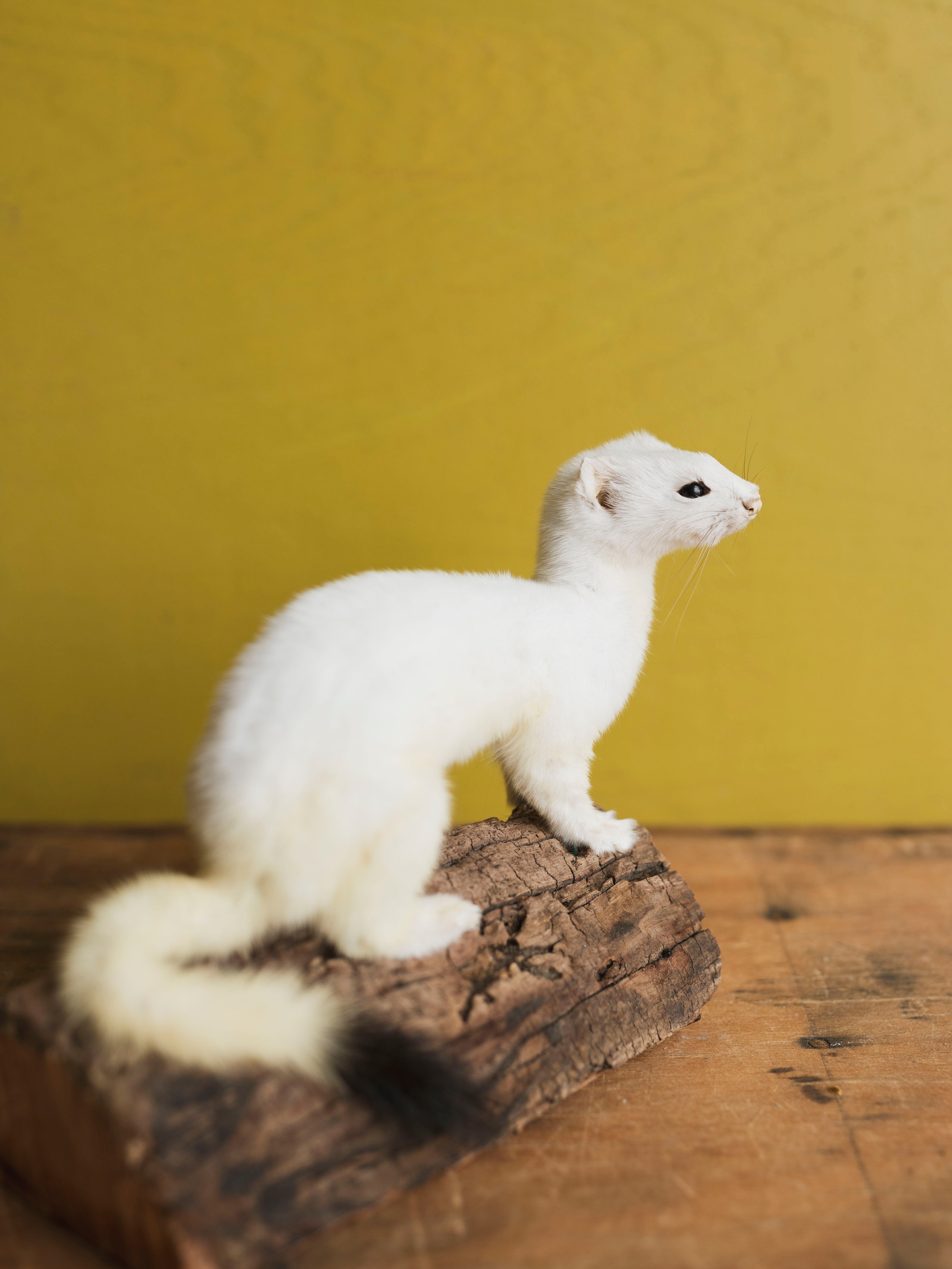 Sitting Ermine Taxidermy (Bubbles), TA358
